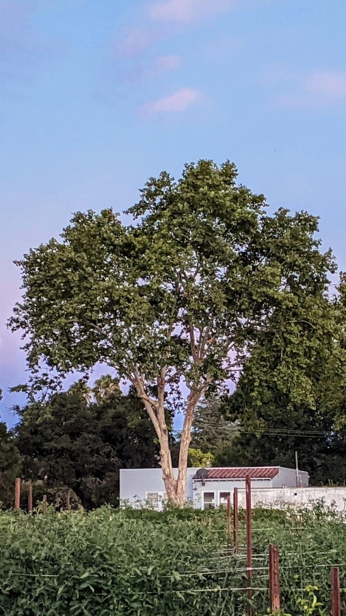 A vase shaped green canopy of Sycamore tree.