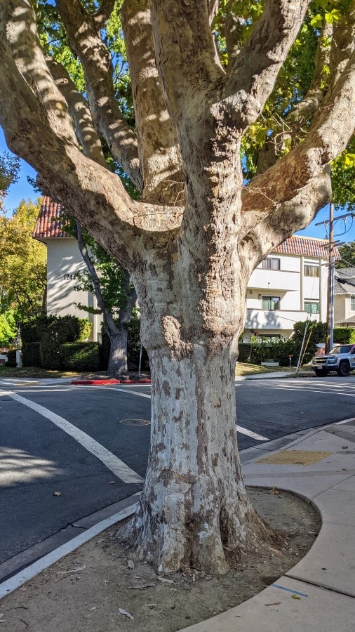 a patchy white bark with brown scales of Sycamore tree.