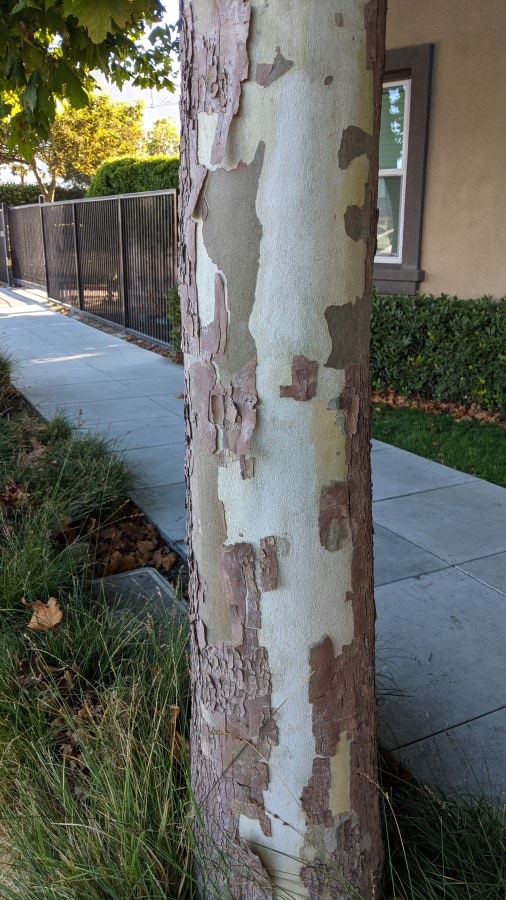a cylindrical creamy white tree trunk with brown scales. 