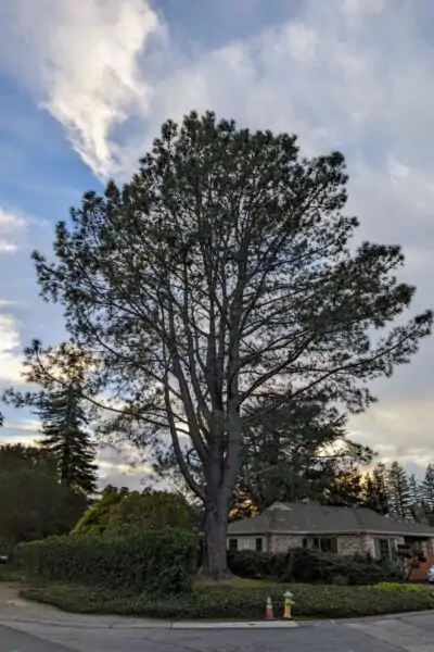 A large green tree, nearly 60 feet tall
