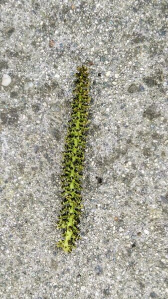 a narrow long green catkin of walnut. It is about six inches long and just a quarter inch in diameter at its thickest point. This is the source of walnut pollen.
