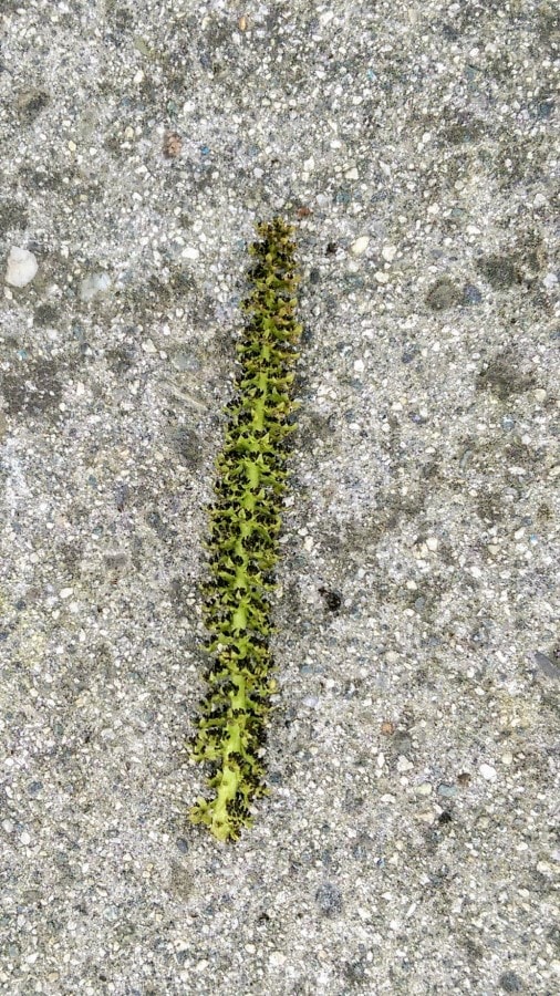 Walnut pollen allergy (Juglans) a quick guide w/ photos. » Allerma™