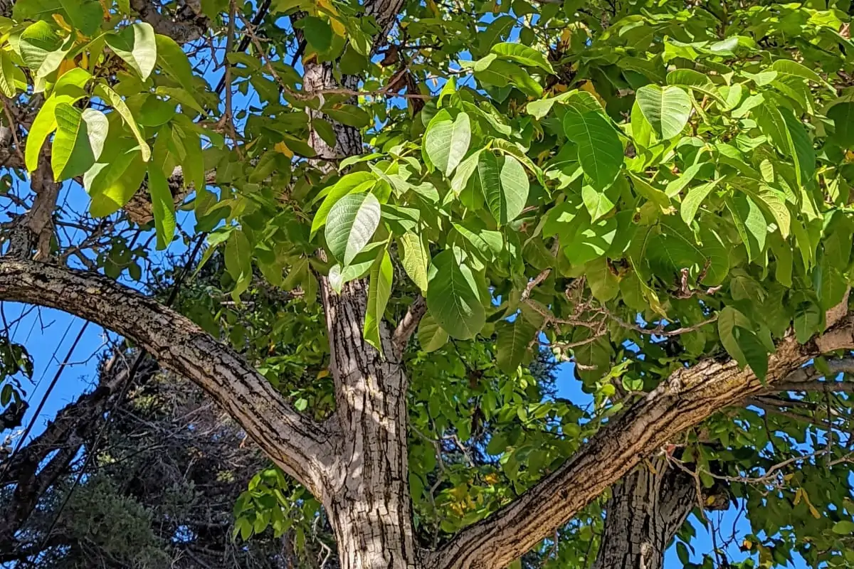 a close up of a walnut tree showing compound green leaves and upper trunk.