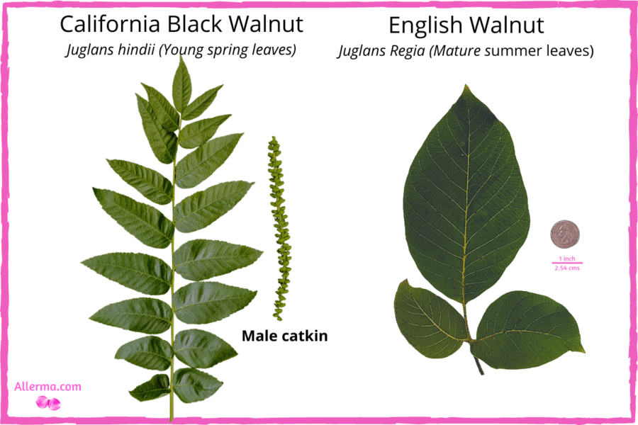 On the left a compound green leaf with 17 leaflets, next to it is a thin six inches long green male catkin of California black walnut; On the right a larger compound leaf with only 3 leaflets of English Walnut