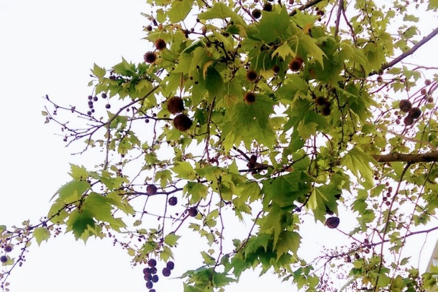 Sycamore tree allergy (Platanus) a quick guide w/ photos. » Allerma™
