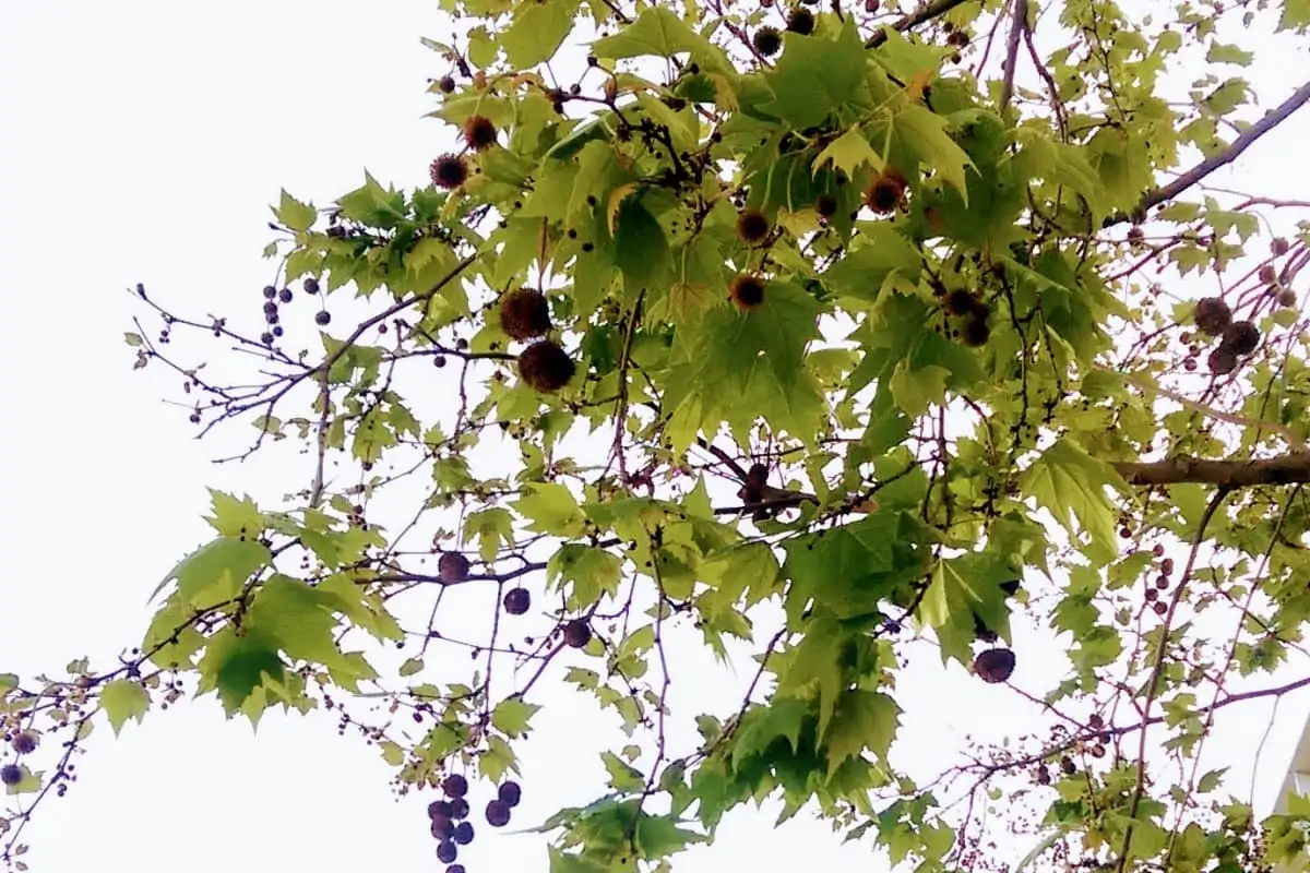 green foliage with star shaped leaves and several dark brown balls hanging