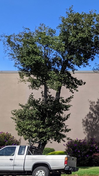 a gree canopy tree with sparse leaves