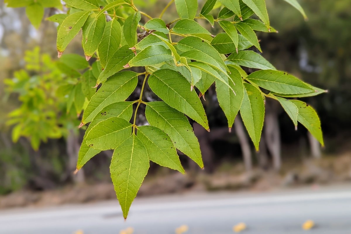 Ash tree allergy (Fraxinus) a quick guide w/ photos. » Allerma™