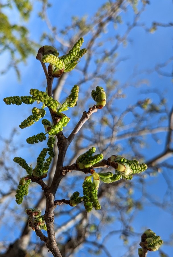 A mulberry tree branch with about a dozen young, green, beady catkins that are about one inch long