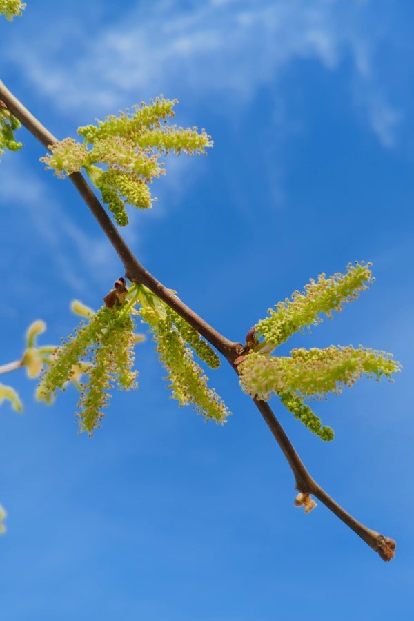 About 10 mature, yellow-green catkins of mulberry. The beady buds are open and the catkins are definitely releasing pollen.