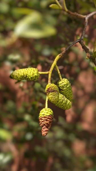  4 stout green cylindrical female catkins of alder tree