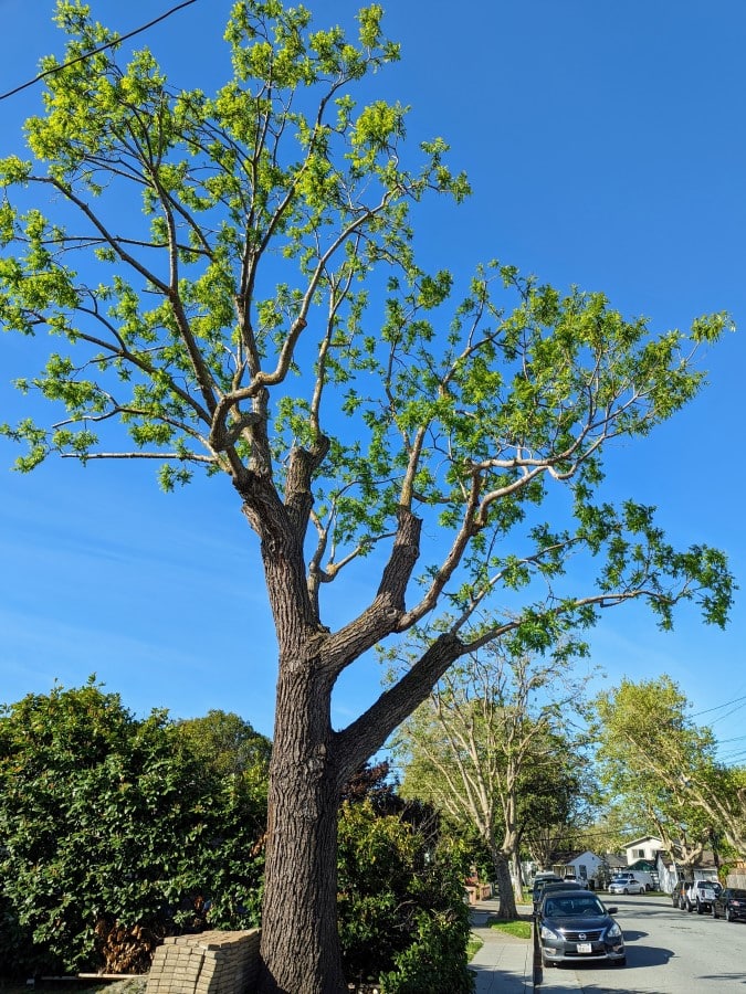 Walnut pollen allergy (Juglans) a quick guide w/ photos. » Allerma™