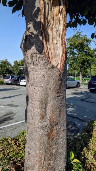 reddish gray tree trunk