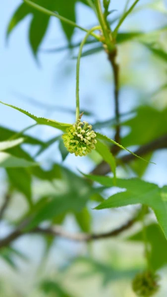 a round spiky green flower hanging on a tree