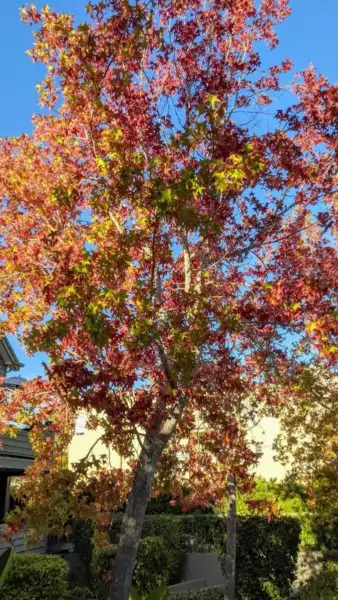 green, yellow, and red leaves on sweetgum tree