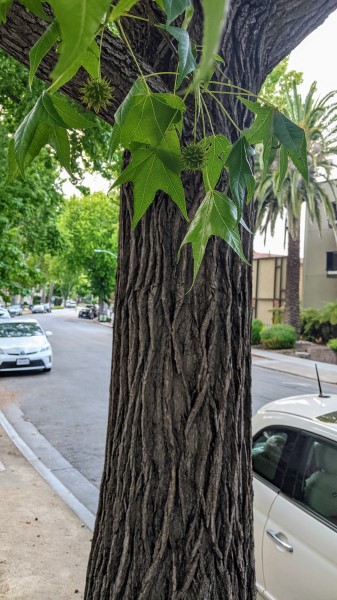 dark brown bark with ridges of sweetgum