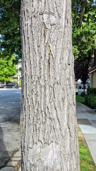 Gray tree trunk with ridges