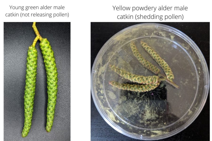 two green catkins next to four yellow powdery catkins in a petri dish